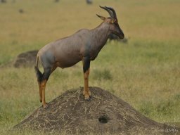 Western_Corridor_(Kirawira)2003-060